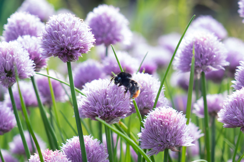 En bi og en blomst i nærheden af Tigerens Rede